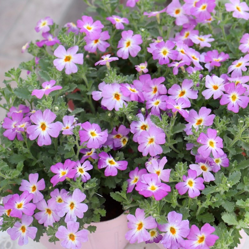 PWブランド☆ジャメスブリテニア・サファリ「モーブスカイ」(3号ポット)