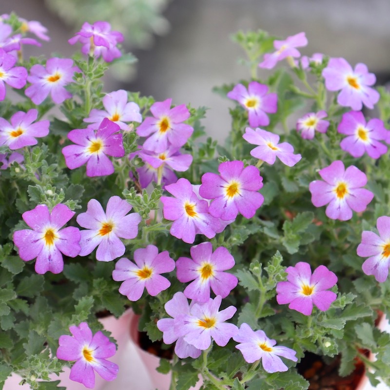 PWブランド☆ジャメスブリテニア・サファリ「モーブスカイ」(3号ポット)