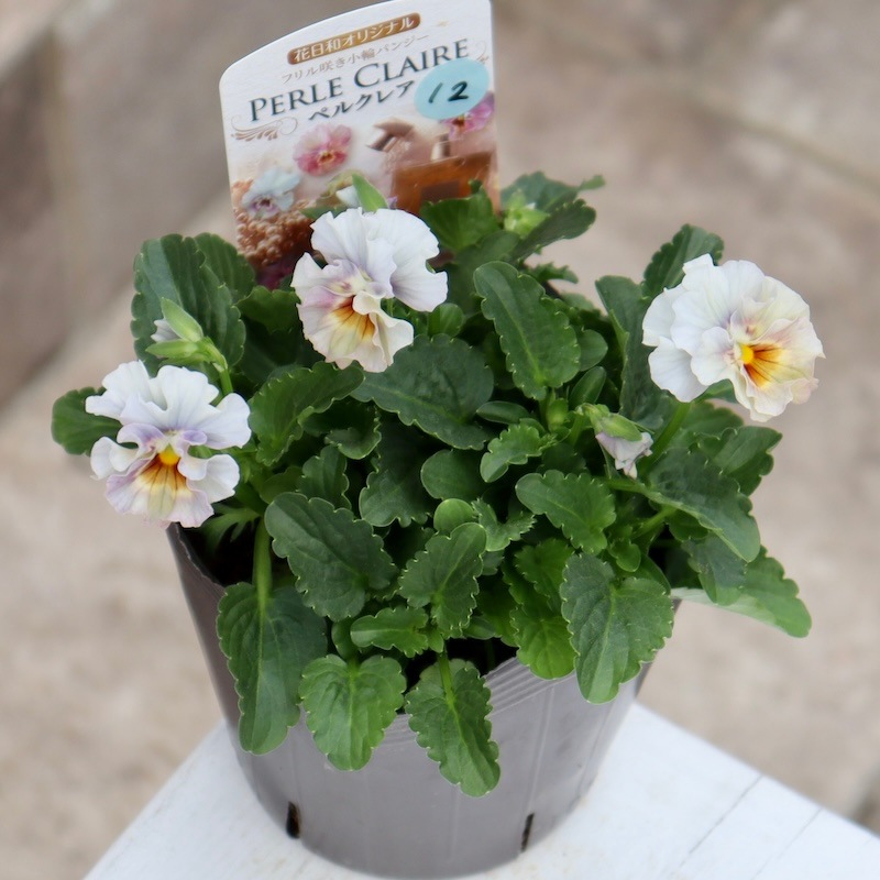 画像で花色を選べる!!花日和さんのフリル咲き小輪パンジー「ペルクレア