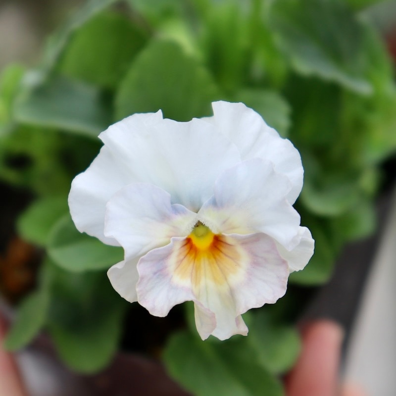 画像で花色を選べる!!花日和さんのフリル咲き小輪パンジー「ペルクレア