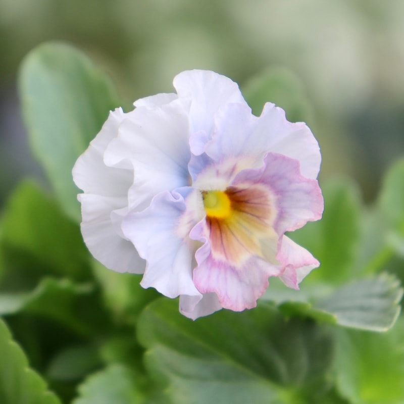 画像で花色を選べる!!花日和さんのフリル咲き小輪パンジー「ペルクレア