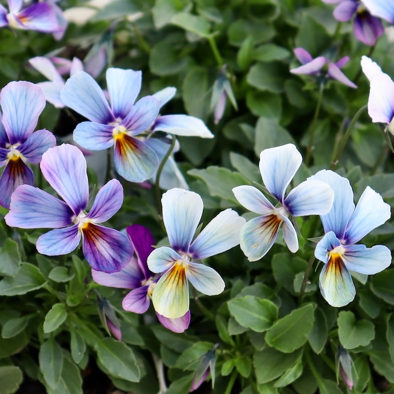 進化系レインボーブルー☆画像で花の色・形を選べる!!うえたビオラ