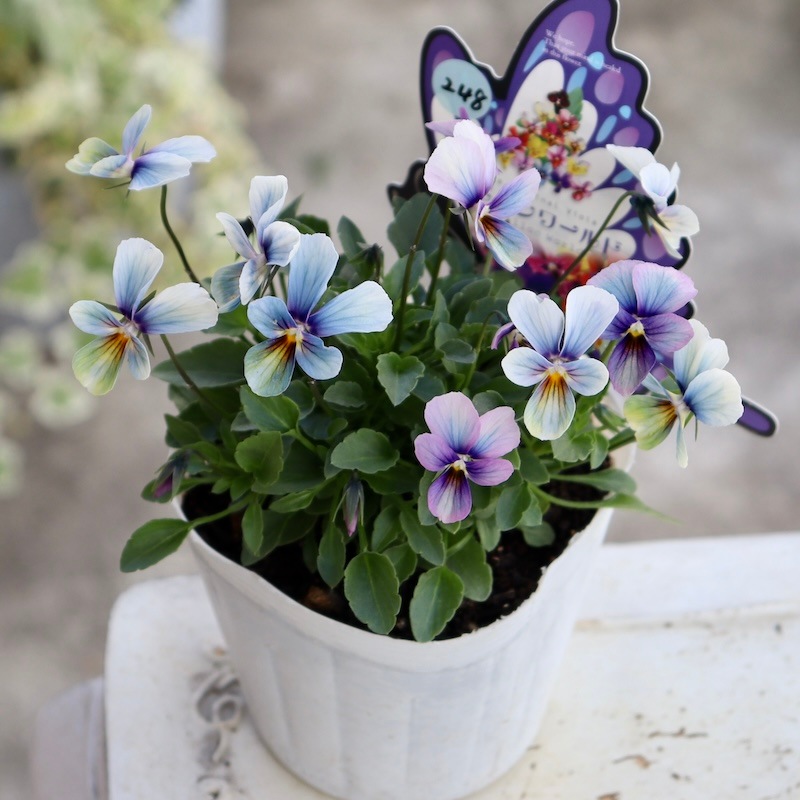 今年のNEW!! 進化系レアブルー☆画像で花の色・形を選べる!!うえ