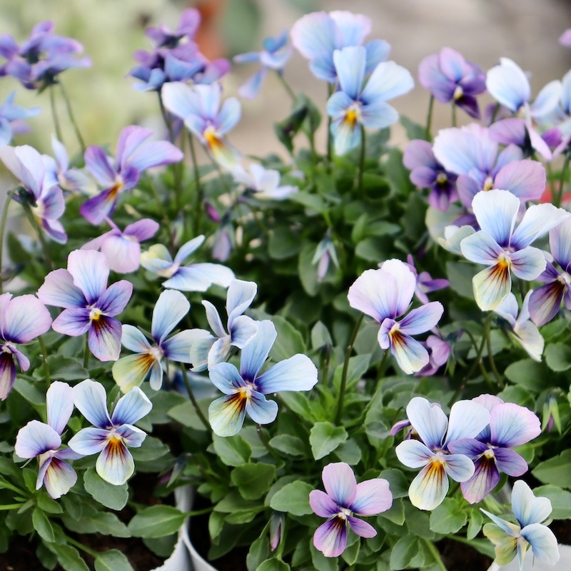 進化系レインボーブルー☆画像で花の色・形を選べる!!うえたビオラ