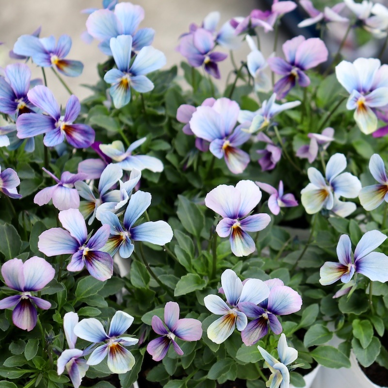 進化系レインボーブルー☆画像で花の色・形を選べる!!うえたビオラ