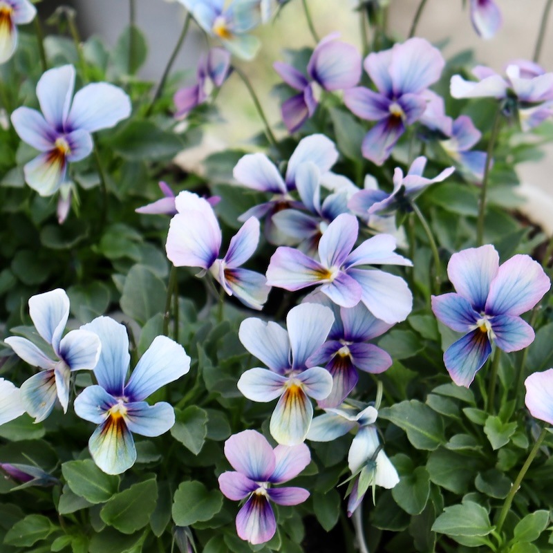 進化系レインボーブルー☆画像で花の色・形を選べる!!うえたビオラ