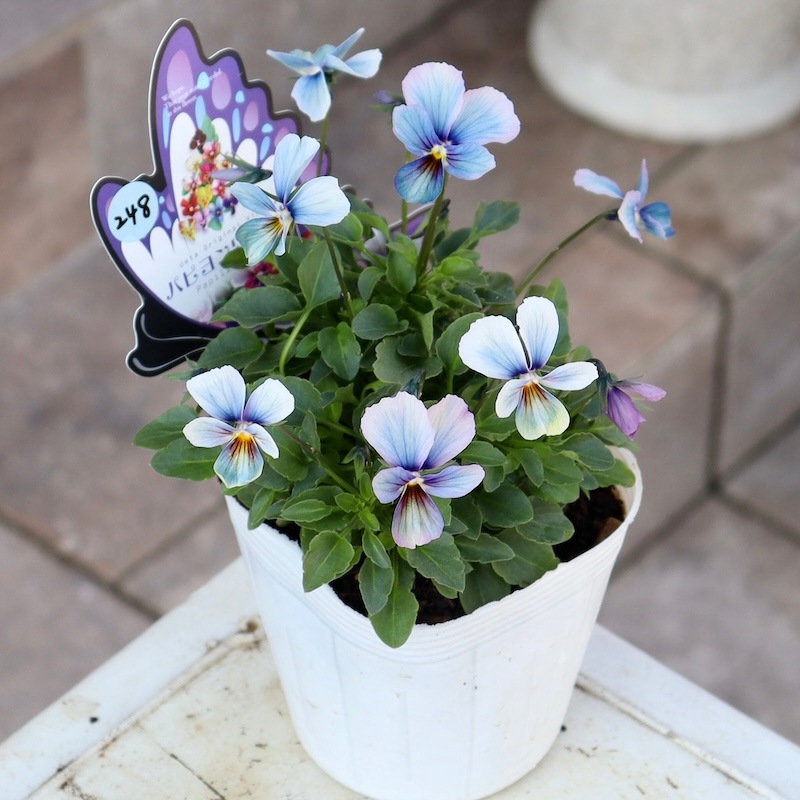 進化系レインボーブルー☆画像で花の色・形を選べる!!うえたビオラ