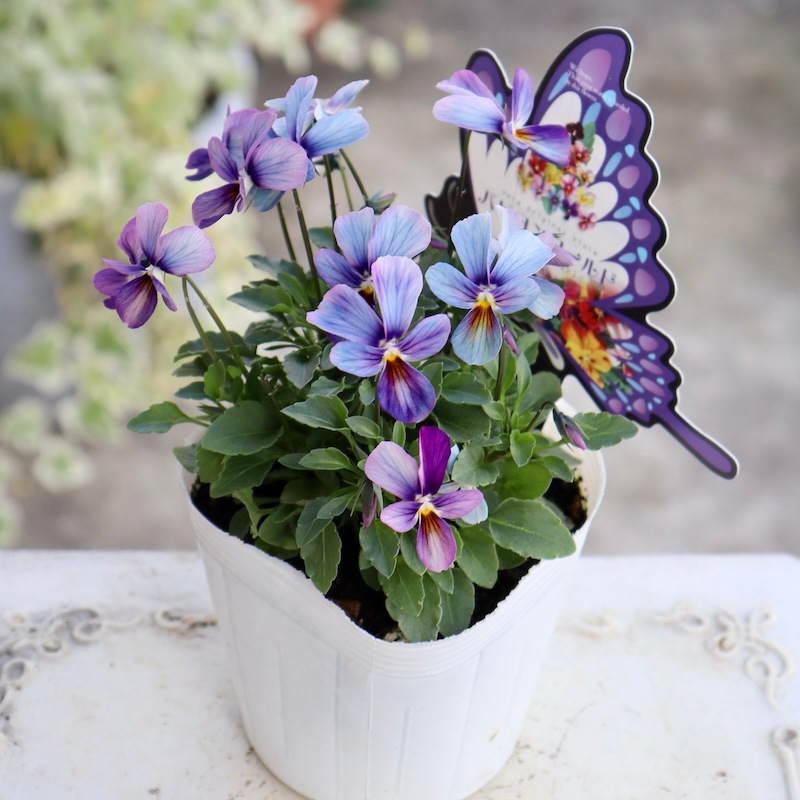 進化系レインボーブルー☆画像で花の色・形を選べる!!うえたビオラ