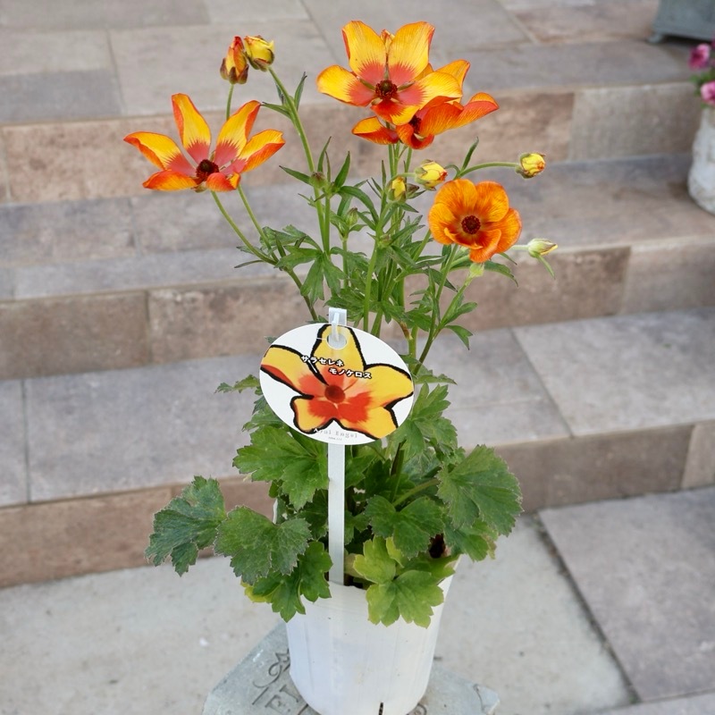 ラナンキュラス ランドセル サラセレネ ロクサス 3〜3.5号ポット苗 寄せ植え 花壇 鉢植え お洒落 可愛い アンティーク 冬の花 春の花 花 苗  初心者 : グリーンプラザ山長ヤフーショッピング店 - 通販 - Yahoo!ショッピング ラナンキュラス ランドセル サラセリネ モノケロス3.5寸ロングポットごと 植物