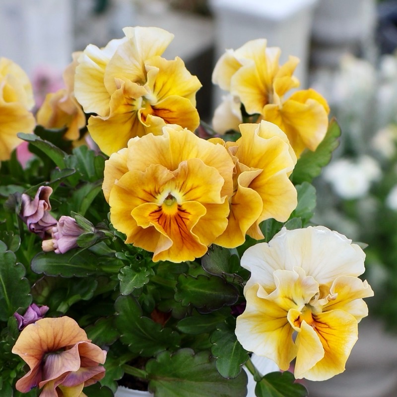 画像の現品1点限り☆桐生ふぁ~む×花日和さんのビオラ「アイクルール