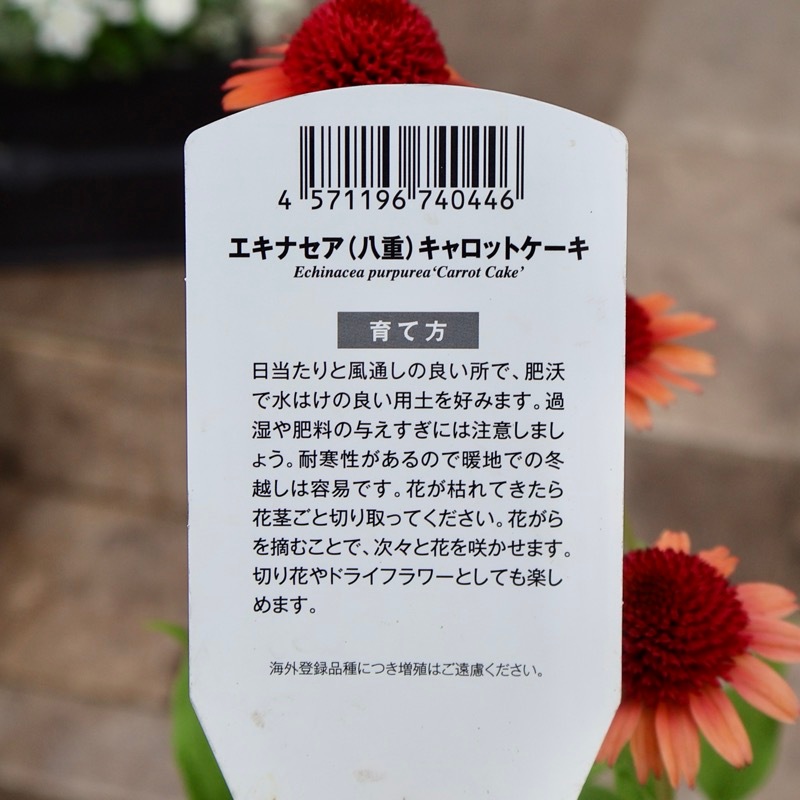 画像の現品》希少品種☆剛健な多年草♪エキナセア「キャロットケーキ」