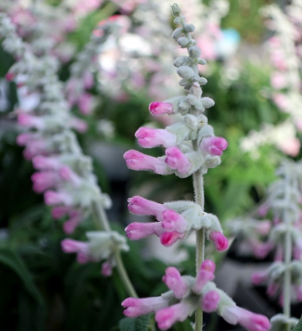 宿根サルビア・レウカンサ「ピンクアメジスト」(3.5号ロングポット)