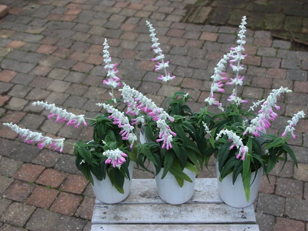 宿根サルビア・レウカンサ「ピンクアメジスト」(3.5号ロングポット)