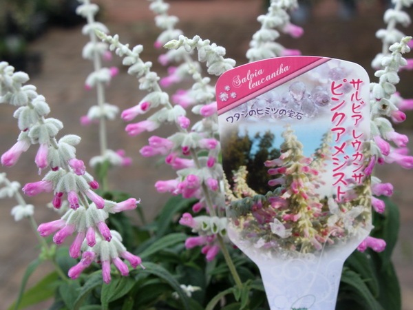 宿根サルビア・レウカンサ「ピンクアメジスト」(3.5号ロングポット)