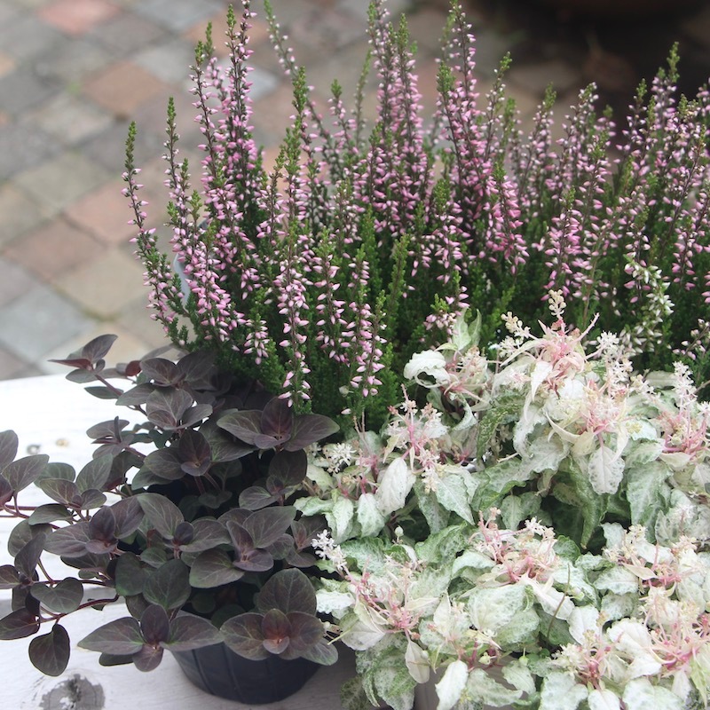 ボリューム満点株 カルーナ ガーデンガールズ 22 04