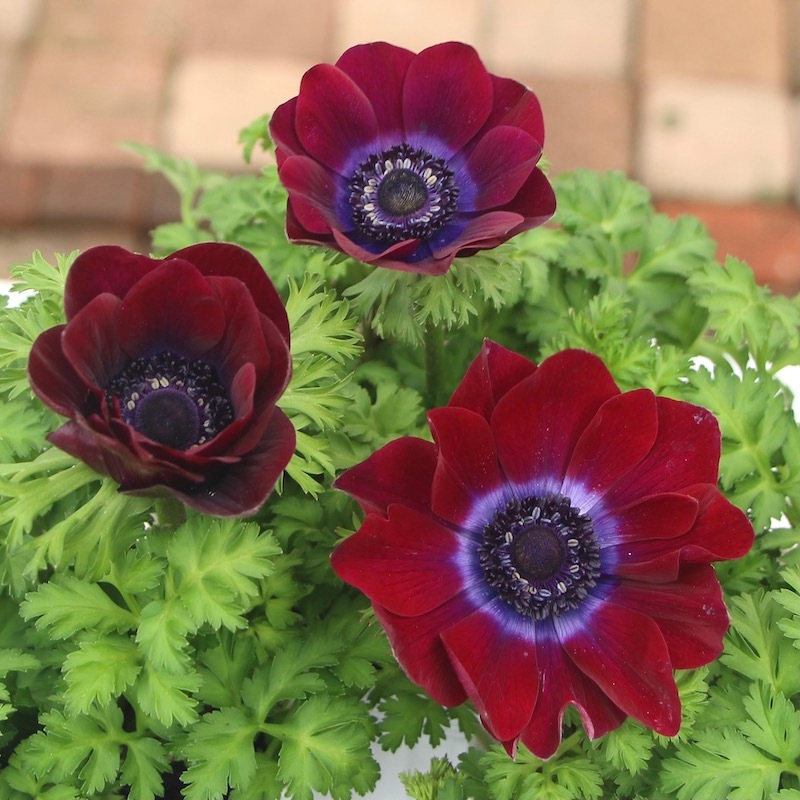 13_000000005593.jpg?1740200276