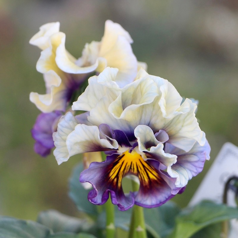 サトウ園芸さんのパンジー「クレール・ドゥ・リュンヌ」お色お任せ