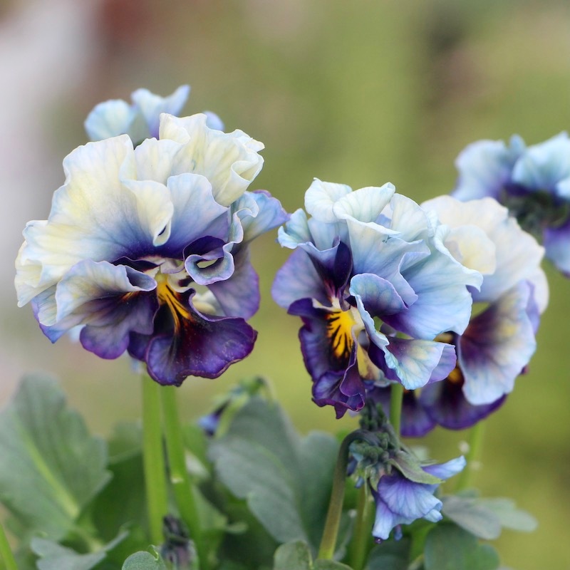 サトウ園芸さんのパンジー「クレール・ドゥ・リュンヌ」お色お任せ