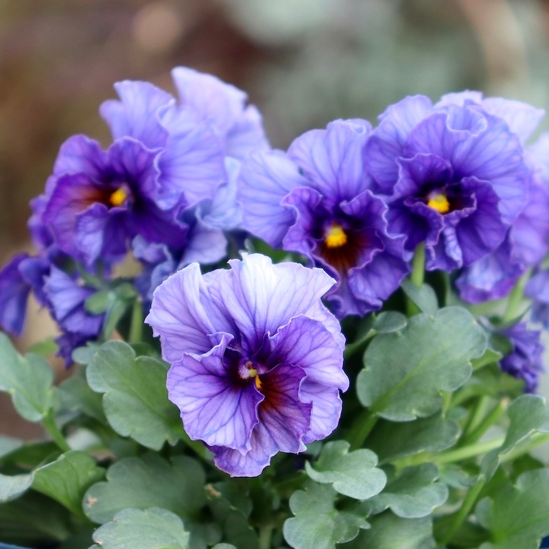ラスト1株☆スペシャルブルーのサトウ園芸さんのビオラ・ヌーヴェル