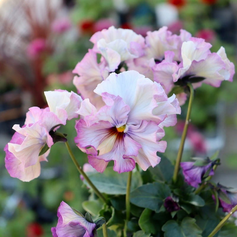 画像と同じ色の花♪1点限り!! 超良株☆桂楓園さんのパンジー「フェデ