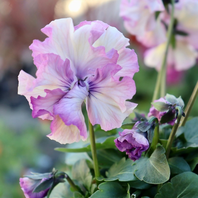 画像と同じ色の花♪1点限り!! 超良株☆桂楓園さんのパンジー「フェデ