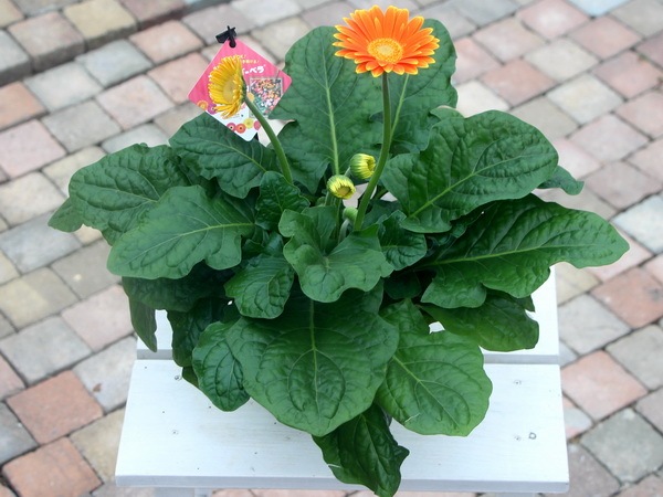 5号鉢】ガーデンガーベラ・ガルビネア「スウィートサンセット」