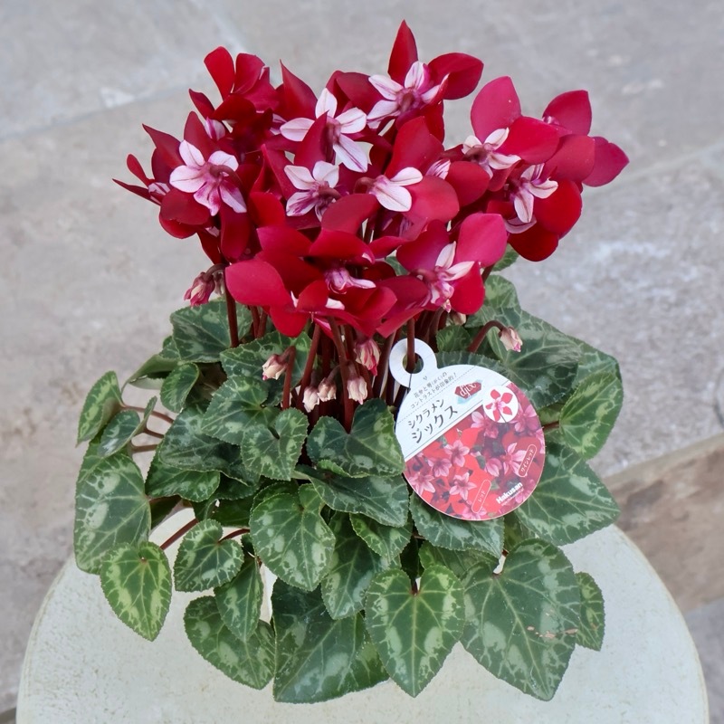 ボリューム満点株♪ガーデンシクラメン「ジックス」ワインレッド