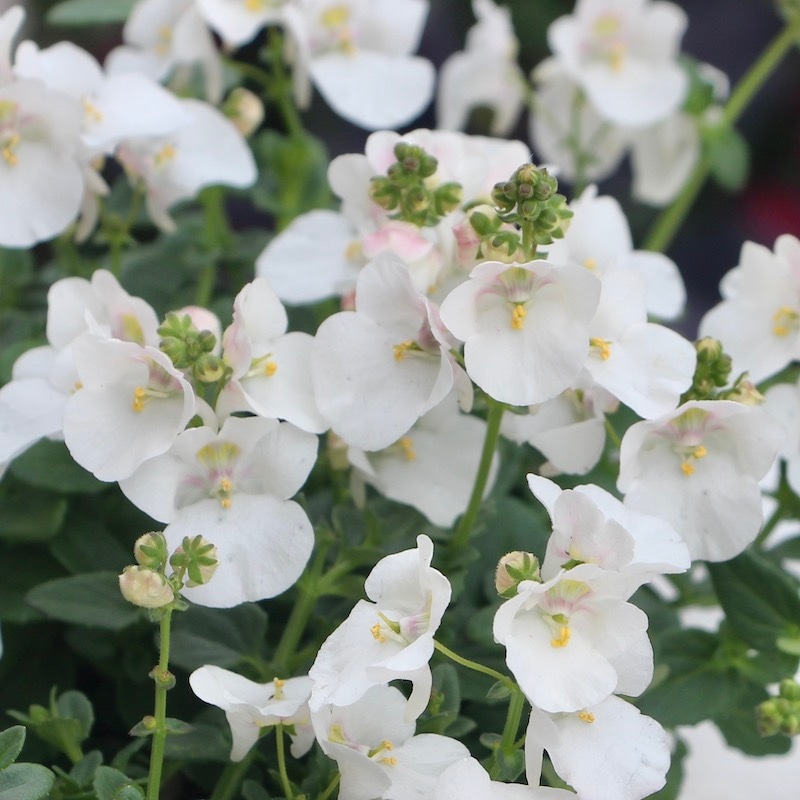 ディアスシア・ピカデリー「ホワイト」(3.5号ポット)