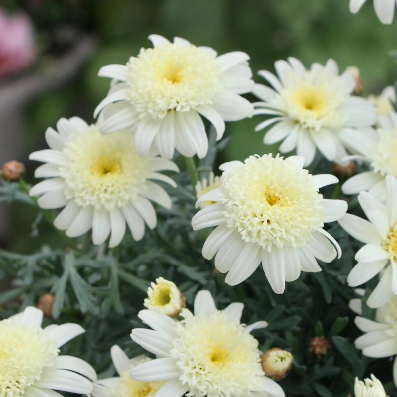 マーガレット 当店越冬株!!2株限定】ボリューム満点♪ゲブラさんのマーガレット