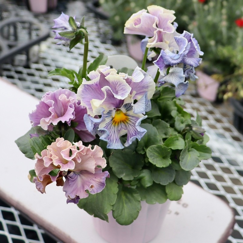 ◇◇MIYABIさま K39♥アンティークフリルパンジー フルール 合計6