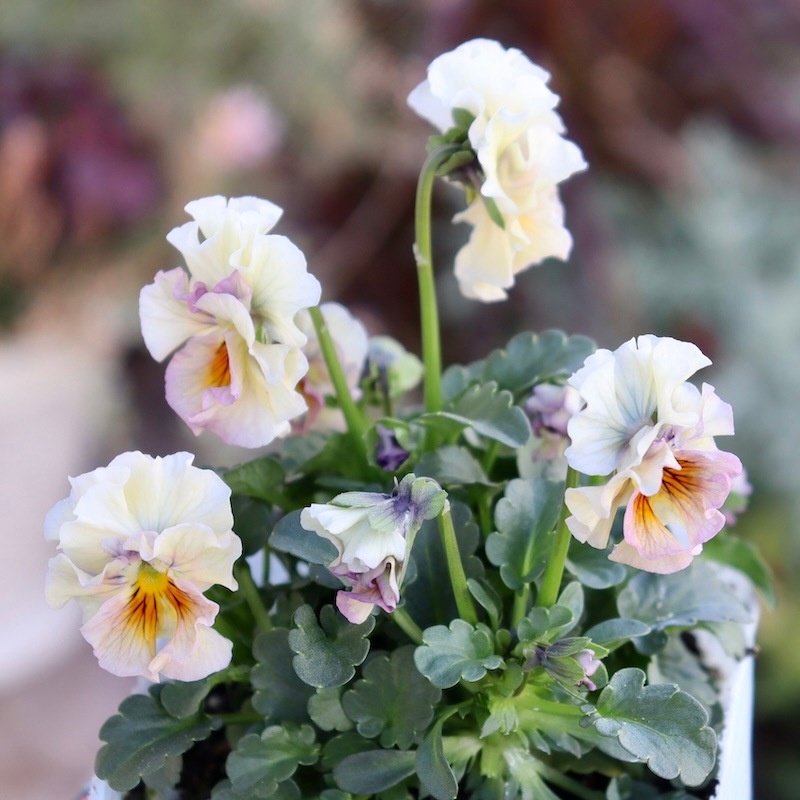 画像の現品1点限り!!桐生ふぁ~む×花日和さんのビオラ「アイクルール