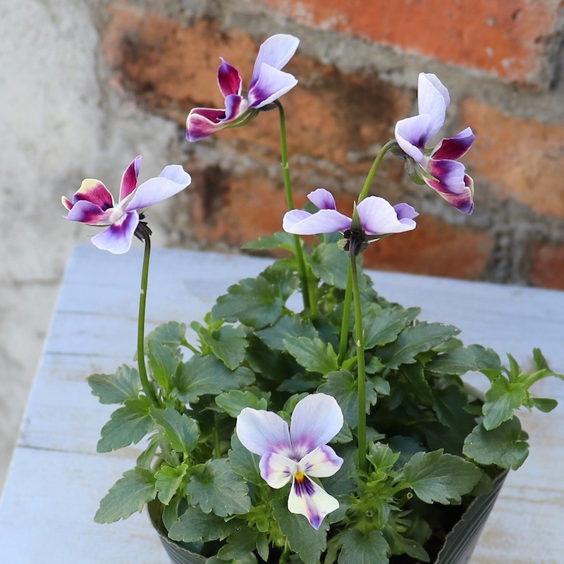 *マニー*バスケットテリア Amazon.co.jp: JEKCA ボストンテリア 01S-M01 | 犬 プラスチック