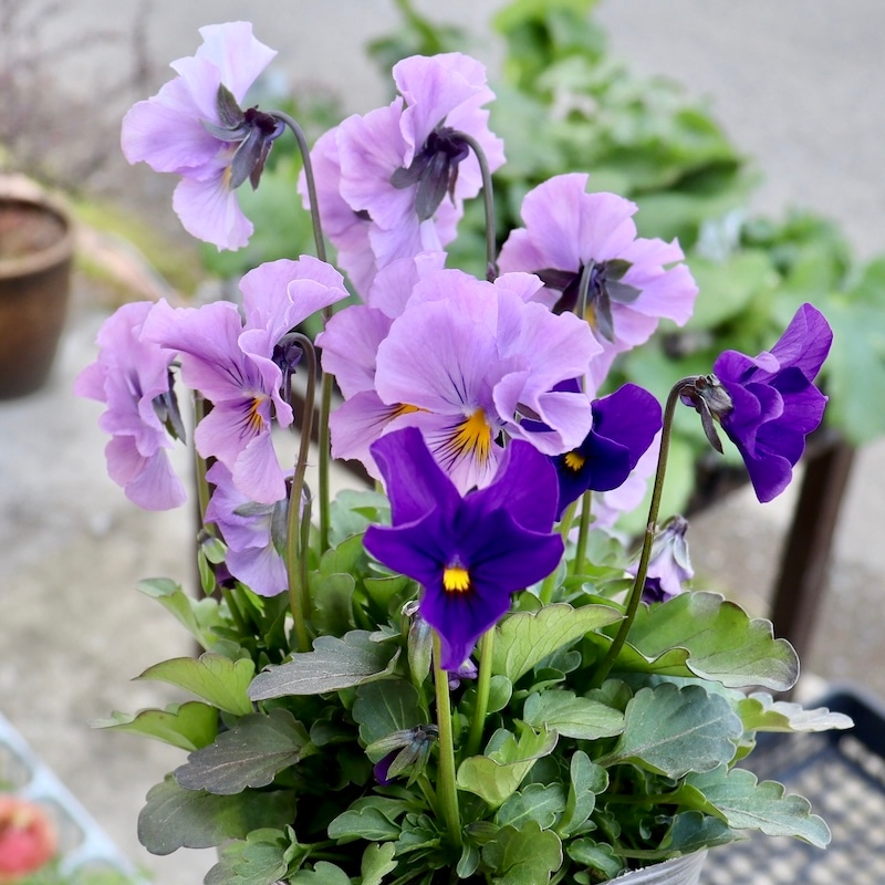 ビオラ 40cm ラスト!!現品1点限り☆吉村さんの花首の長いビオラ「ブローイン