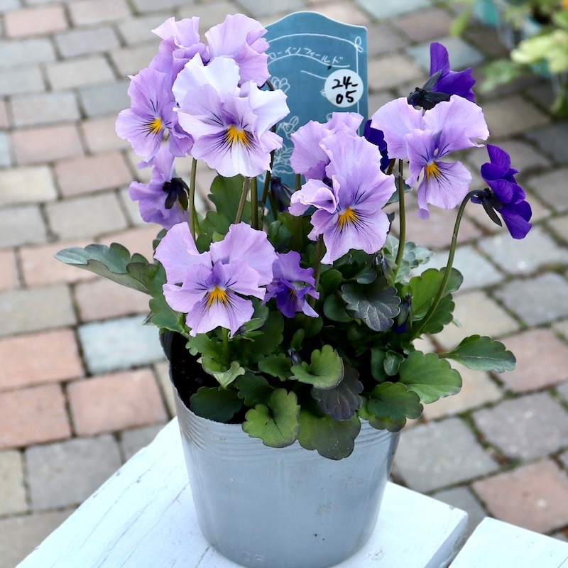 ラスト!!現品1点限り☆吉村さんの花首の長いビオラ「ブローイン