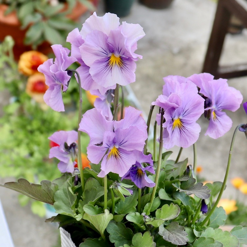 ラスト!!現品1点限り☆吉村さんの花首の長いビオラ「ブローイン