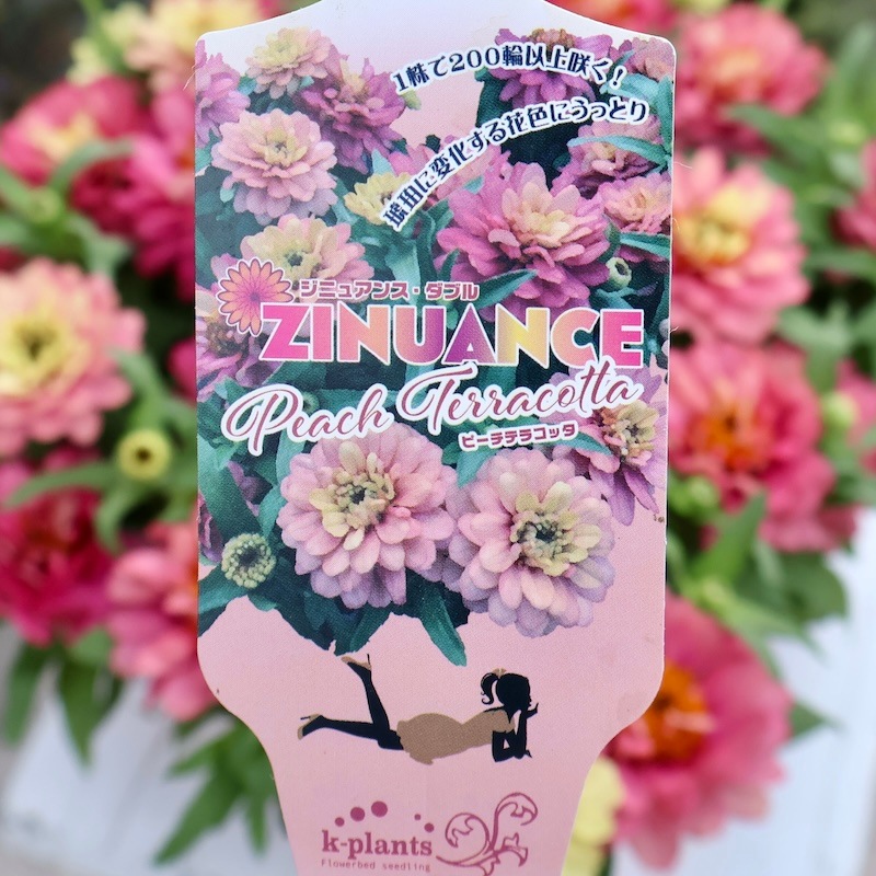 新作☆今秋発売のジニア♪《琥珀色に変化する》ジュニアンス