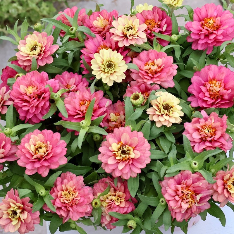 新作☆今秋発売のジニア♪《琥珀色に変化する》ジュニアンス