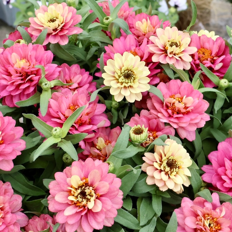 スプリングピーチ 新作☆今秋発売のジニア♪《琥珀色に変化する》ジュニアンス