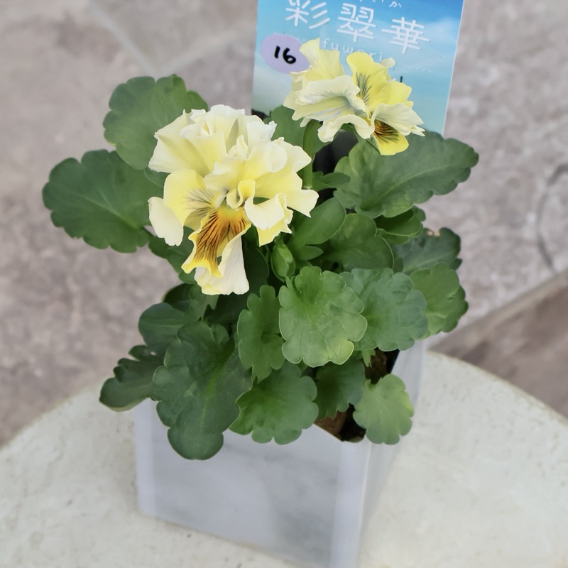 現品1点限り☆2025年NEWの希少品種☆フリルパンジー「彩翠華(さい
