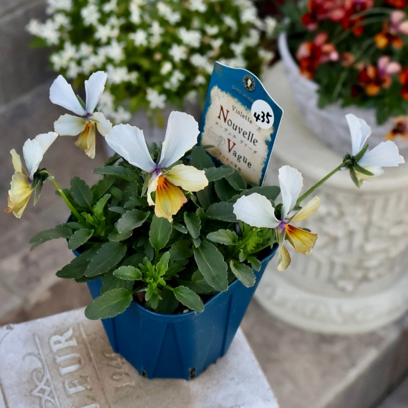 画像の現品1点限り☆スペシャルなサトウ園芸さんのビオラ・ヌーヴェル