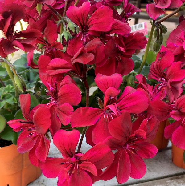 アイビーゼラニウム・フォーカス「バーガンディー」【3.5号ポット】