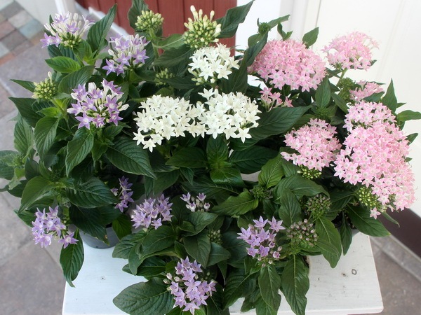 ★最終価格　新品未使用タグ付★　hortensia　ベスト　白　作家 田嶋悦子「Hydrangea-水の器-」ギャラリートーク開催のお知らせ｜NEWS