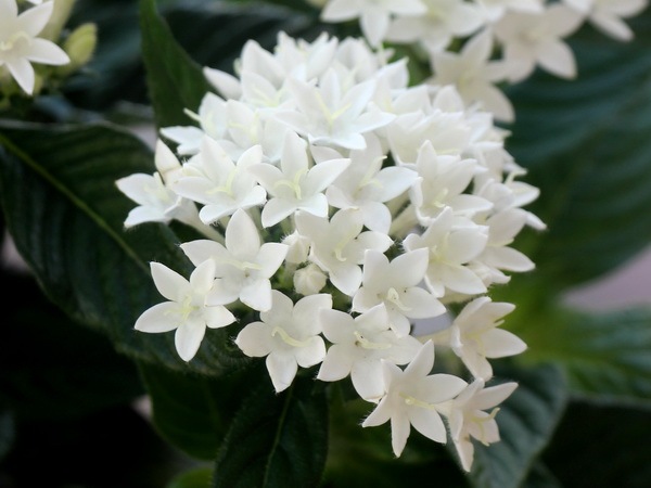 最後の1株!!ボリューム満点開花株☆ペンタス・ベスト「ホワイト」(3.5