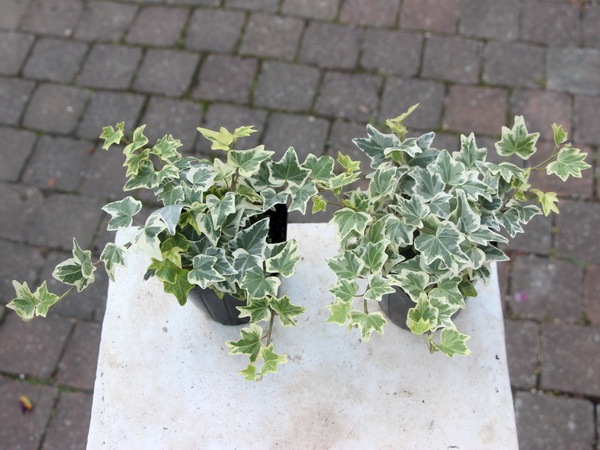 斑入りアイビー ヘデラ ガートルードストース 斑入りアイビー ヘデラ ガートルードストース