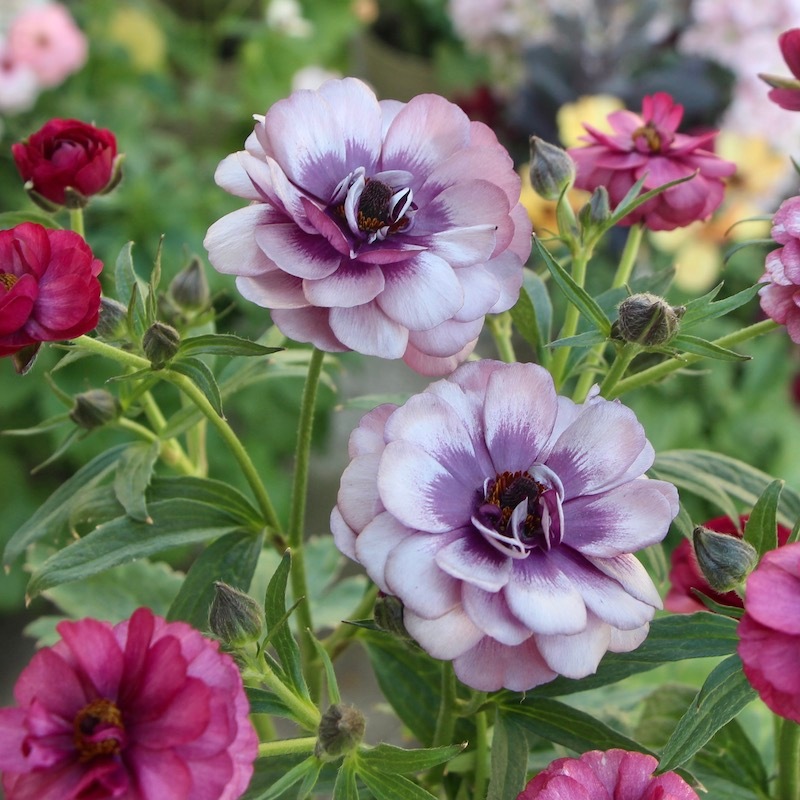 画像(最後の3枚)の現品1点限り☆ラナンキュラス・ラックス