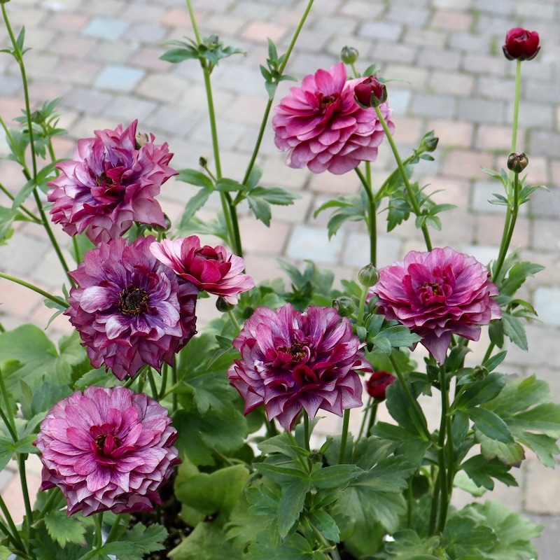 ラナンキュラス ラックス、タグ付き、18品種、廃盤品、もあります ラナンキュラス ラックス、タグ付き、18品種、廃盤品、も