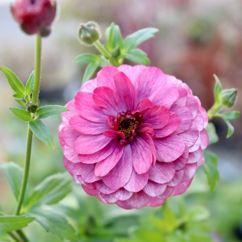 ラナンキュラス ラックス、タグ付き、18品種、廃盤品、もあります ラナンキュラス ラックス ヘスティア｜種（タネ）,球根,苗,資材