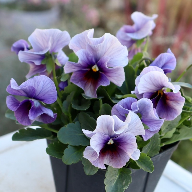 画像の現品1点限り!! 超良株☆桂楓園さんのクリオネパンジー「マジック