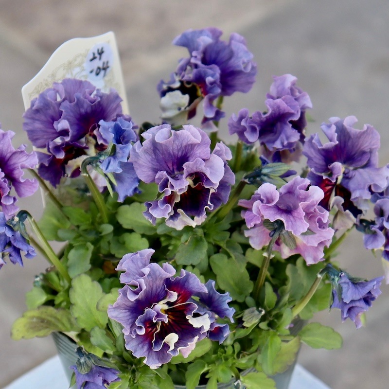 画像の現品!! 石川園芸さんのビオラ「レディ」＜24-04＞