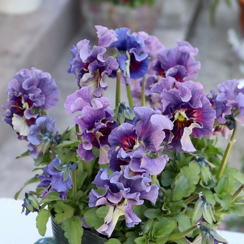 画像の現品!! 石川園芸さんのビオラ「レディ」＜24-04＞